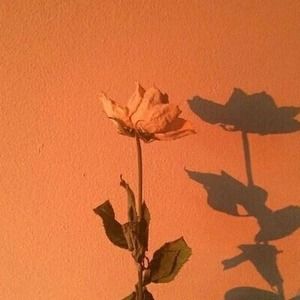 Meet your Posher, Kenya